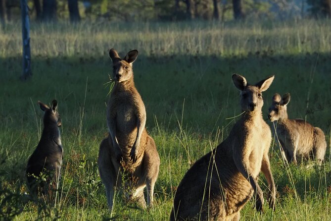 Sydney Wildlife Safari - Key points at a glance