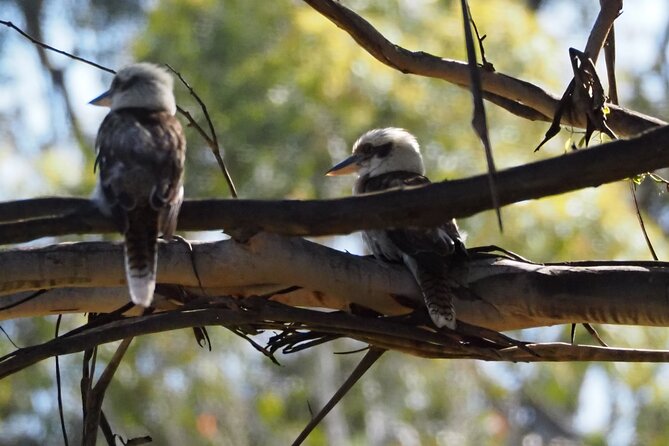 Sydney Wildlife Safari - Why the Great Western Wildlife Corridor matters