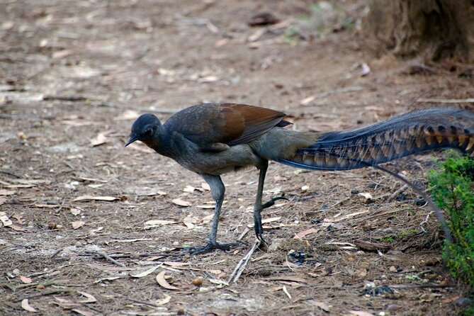 Sydney Wildlife Safari - The dusk wait for a wild platypus