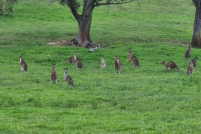 Sydney Wildlife Safari - Dinner at Australia’s oldest licensed inn