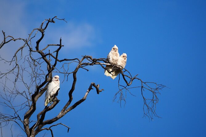 Sydney Wildlife Safari - Spotlighting wombats, possums and Tawny Frogmouths
