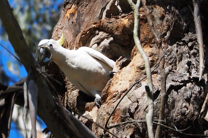 Sydney Wildlife Safari - What the $304.83 price includes