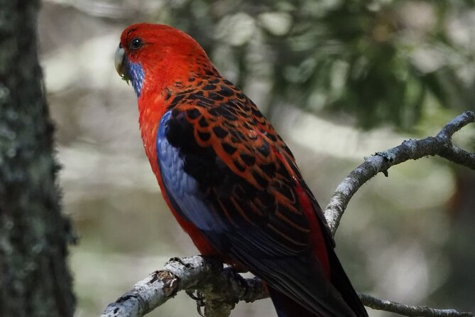 Sydney Wildlife Safari - Bowral, lunch and the first signs of wildlife