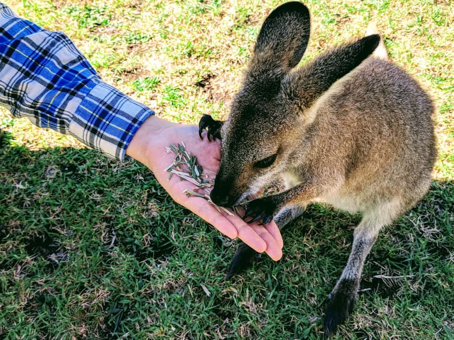 Sydney: Wildlife, Waterfalls and Wine Small Group Tour - Key points at a glance