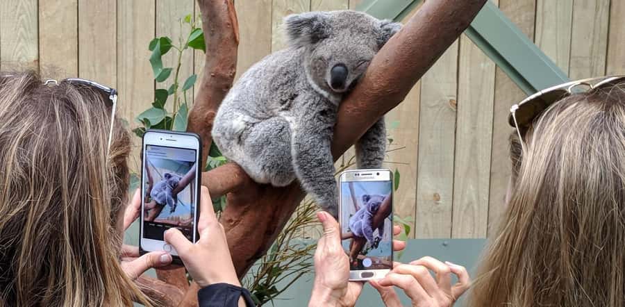Sydney: Wildlife, Waterfalls and Wine Small Group Tour - A full day of Australia beyond Sydney