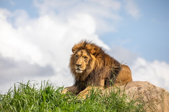 Sydney Zoo General Entry Admission Ticket - Key points at a glance
