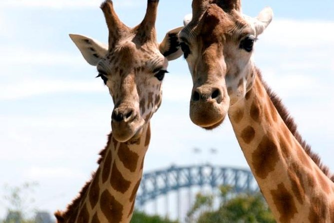 Taronga Zoo Entry & Return Ferry - Sydney Harbour - What you can see inside Taronga Zoo