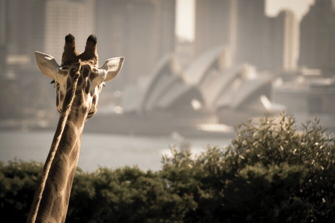 Taronga Zoo Entry & Sydney Harbour 2-Day Hop On Hop Off Cruise - Start at Circular Quay Wharf 6