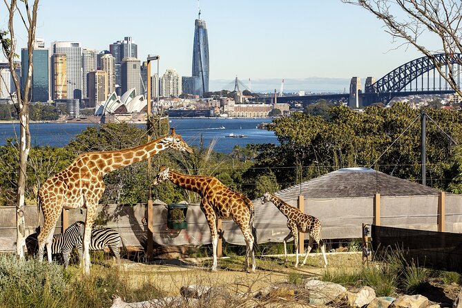 Taronga Zoo + Ferry Return Ticket - Taronga Zoo: plan for four hours or more