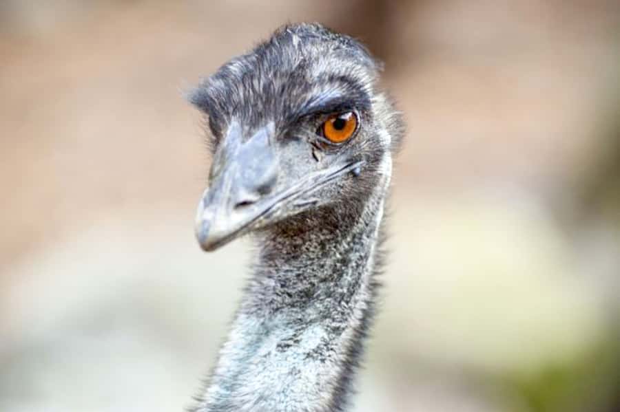 Taronga Zoo Sydney Wild Australia Experience - Key points to know before booking