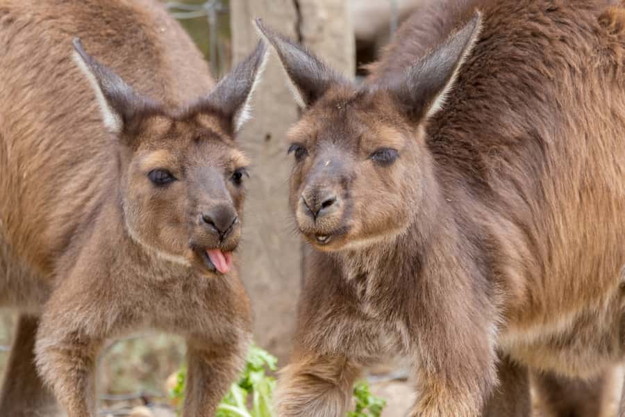 Taronga Zoo Sydney Wild Australia Experience - The food-preparation kitchen shows the work behind the exhibits