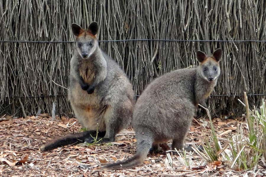 Taronga Zoo Sydney Wild Australia Experience - Australian Nightlife reveals the animals you might miss