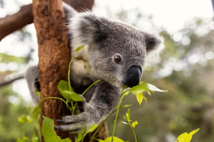Taronga Zoo Sydney Wild Australia Experience - The guide can make or break the two hours