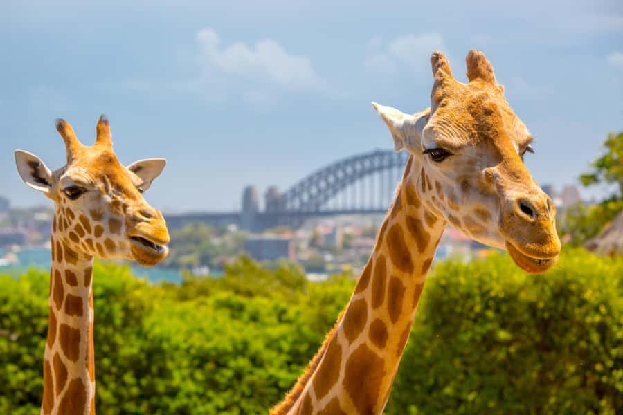 Taronga Zoo Sydney Wild Australia Experience - Meeting your keeper at the Visitor Information Desk