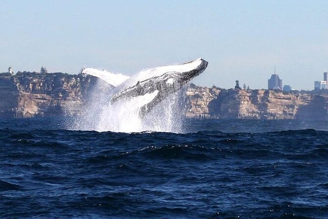 Taronga Zoo & Whale Watching Cruise Combo - Sydney Harbour - Beyond Sydney Heads in search of humpback whales