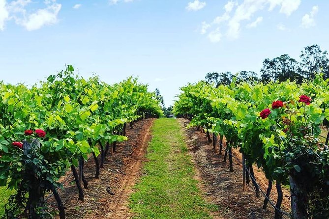 Tintilla Estate: Wine Tasting with a Meat and Cheese Platter - Why the private format matters