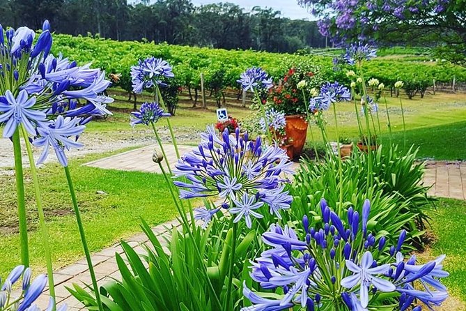 Tintilla Estate: Wine Tasting with a Meat and Cheese Platter - Is $35.86 good value?