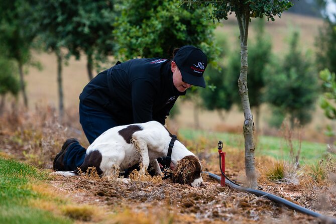 Truffle Hunt and Taste Experience in Oberon, NSW Australia - Key points to know before booking