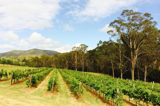 Tulloch Wines- Mystery Wine Tasting Experience with Local Cheese and Charcuterie - Is $38.01 good value?