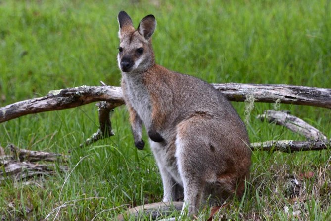 Ultimate Blue Mountains and Wildlife Tour - Snacks, afternoon tea, and the sunset finale