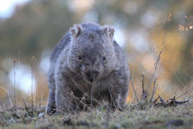 Ultimate Blue Mountains and Wildlife Tour - What the guide adds