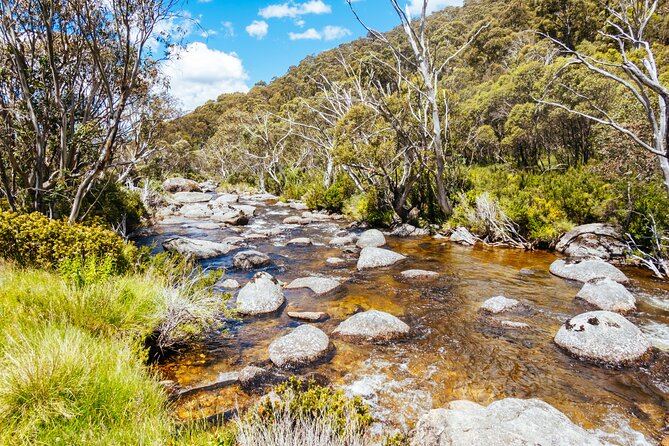 Ultimate Blue Mountains and Wildlife Tour - Is $413 good value?