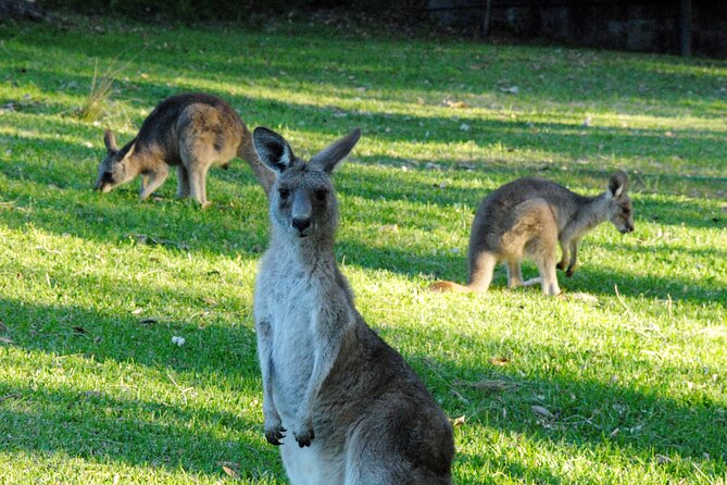 Walking with Wild Kangaroos Private Half-Day Trip from Sydney - Key points at a glance