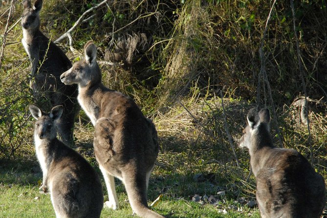Walking with Wild Kangaroos Private Half-Day Trip from Sydney - Why this is more than a quick kangaroo photo