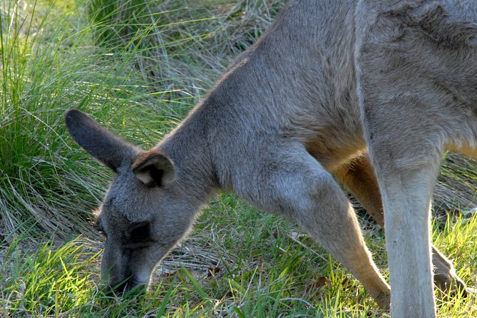 Walking with Wild Kangaroos Private Half-Day Trip from Sydney - The kangaroos, joeys, and natural behavior