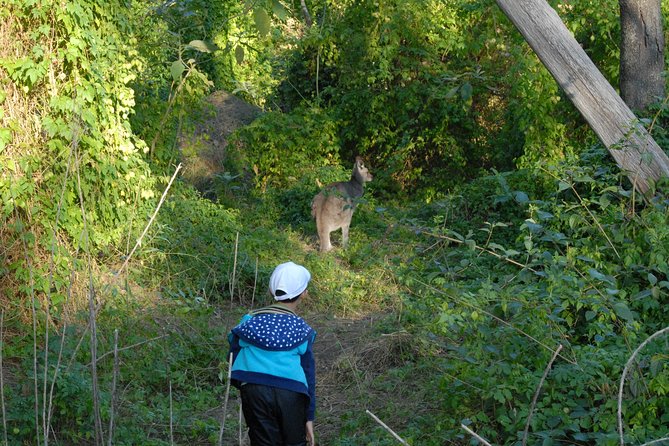 Walking with Wild Kangaroos Private Half-Day Trip from Sydney - Native birds and extra wildlife
