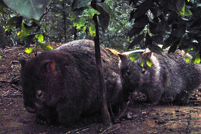 Walking with Wild Wombats Private Day Trip from Sydney - Leaving Sydney behind for the bush
