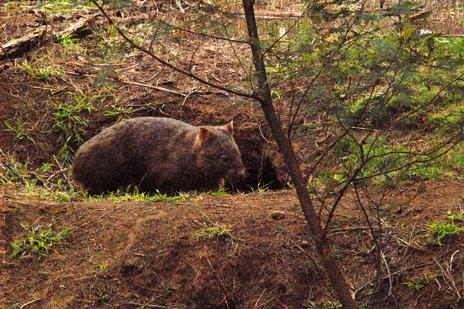 Walking with Wild Wombats Private Day Trip from Sydney - Waterfalls and a short scenic pause