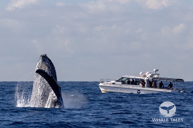 Whale Watching Boat Trip in Sydney - Why the Small Boat Matters