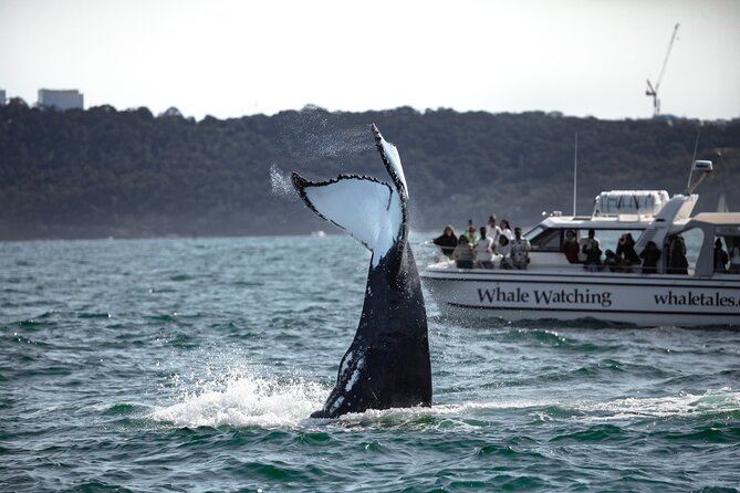 Whale Watching Boat Trip in Sydney - Guides Who Keep the Trip Informative