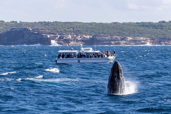 Whale Watching Boat Trip in Sydney - What the $99.70 Price Buys You