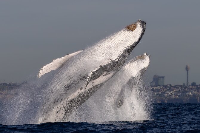 Whale Watching Boat Trip in Sydney - Morning or Afternoon: Choosing Your Departure