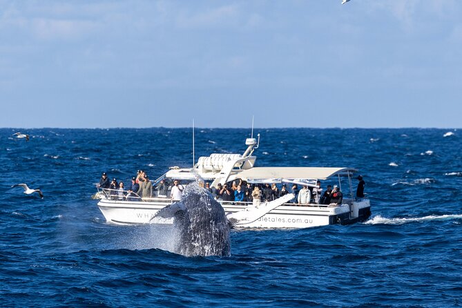 Whale Watching Boat Trip in Sydney - Practical Details Before You Book