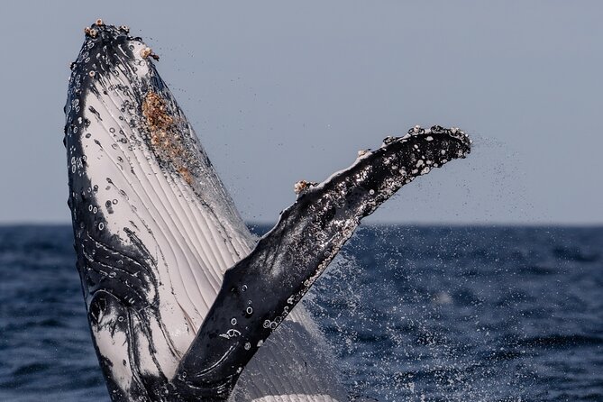 Whale Watching Boat Trip in Sydney - Who Will Enjoy This Sydney Cruise Most?