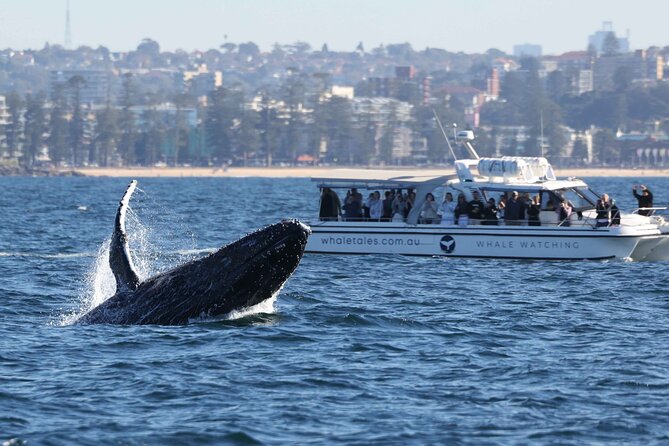 Whale Watching Boat Trip in Sydney - Humpbacks, Calves, Dolphins, and More