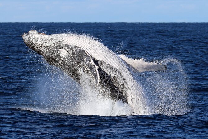 Whale Watching Cruise in New South Wales - Key points before you book