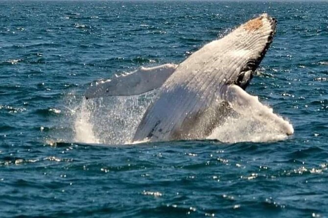 Whale Watching Cruise in New South Wales - Searching for humpbacks in open water