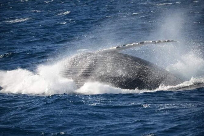 Whale Watching Cruise in New South Wales - The crew: humor, care, and local character