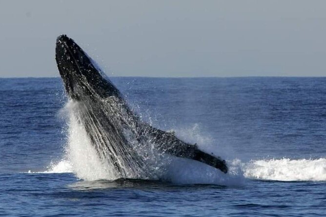 Whale Watching Cruise in New South Wales - A short cruise with a real chance of variety
