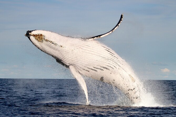 Whale Watching Discovery Tour from Lake Macquarie - Why this Lake Macquarie departure feels different