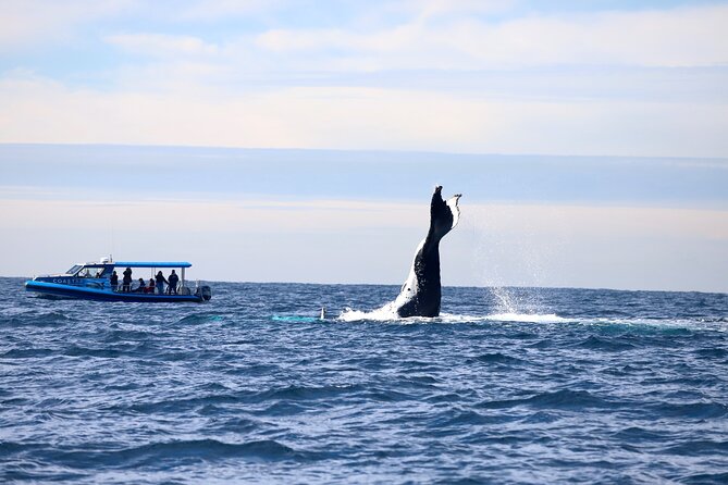 Whale Watching Discovery Tour from Lake Macquarie - Searching for humpbacks offshore