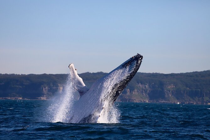 Whale Watching Discovery Tour from Lake Macquarie - The return past Caves Beach