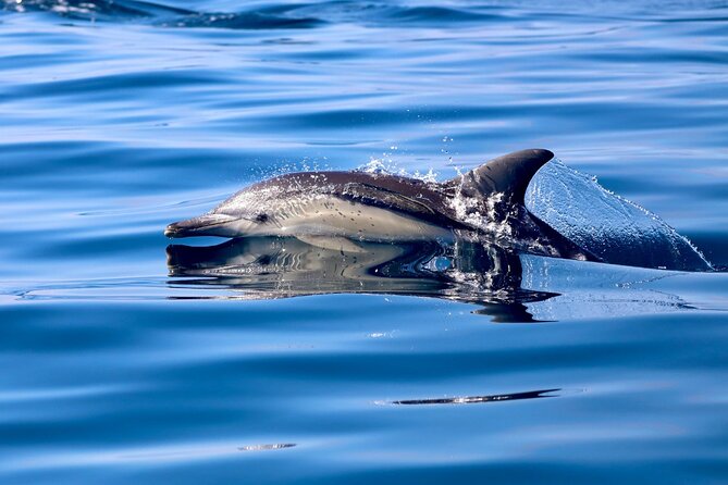 Whale Watching Discovery Tour from Lake Macquarie - Guides who make the sightings easier to understand