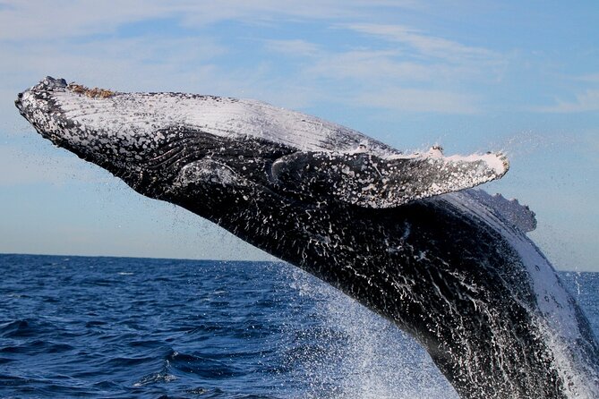 Whale Watching Discovery Tour from Lake Macquarie - Practical value at $89.66