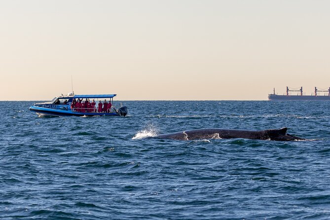 Whale Watching Discovery Tour from Lake Macquarie - Through the channel and past Moon Island