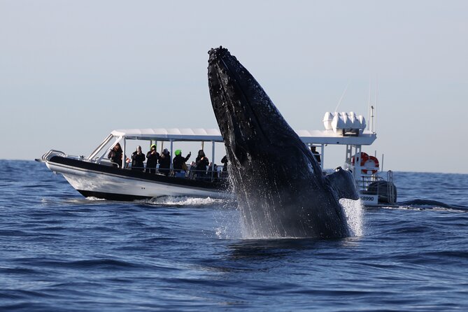 Whale Watching on Speed Boat with canopy from Sydney Harbour - Leaving Campbell’s Cove for the Sydney Harbour Bridge